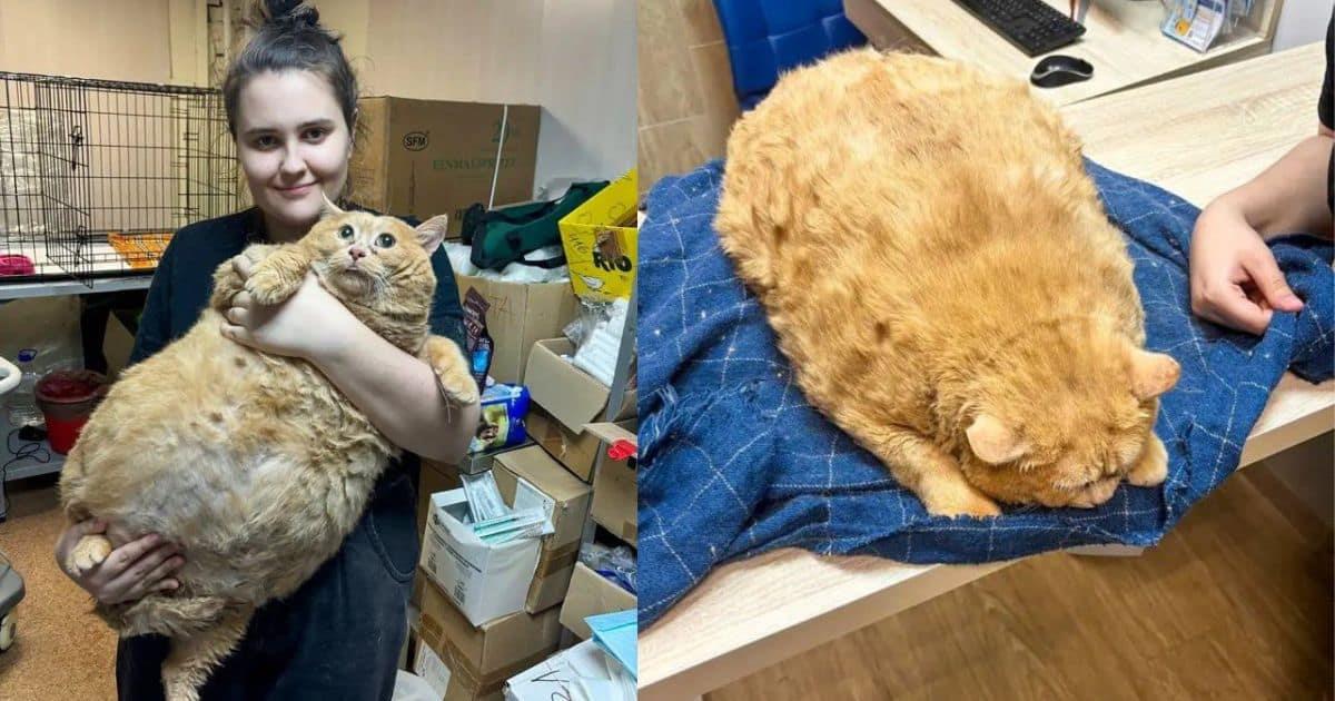 Rescatan a gato con sobrepeso en Rusia que no podía caminar; pesaba 17 kilos