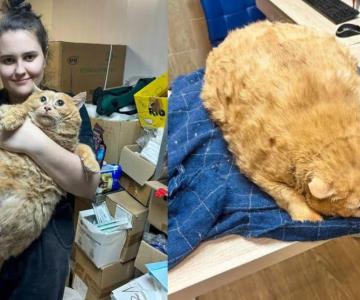 Rescatan a gato con sobrepeso en Rusia que no podía caminar; pesaba 17 kilos