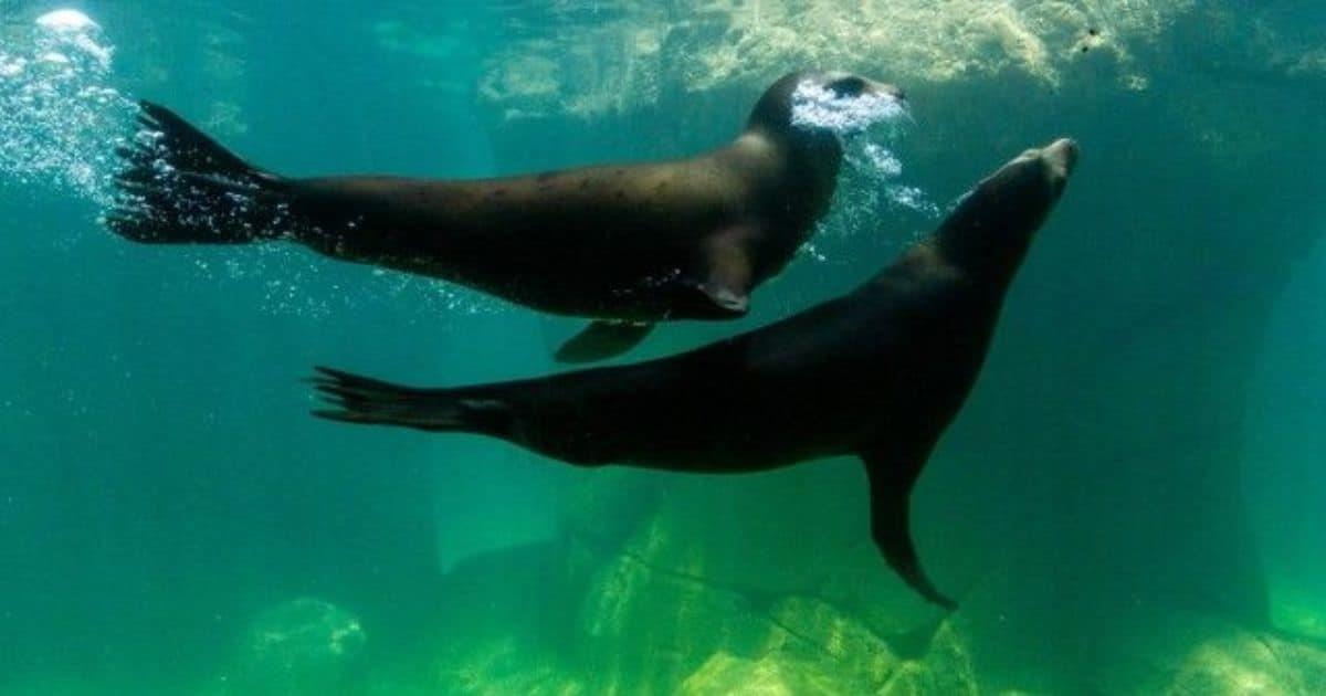 Muere hombre tras caer a estanque de lobos marinos en Zoológico de Chapultepec