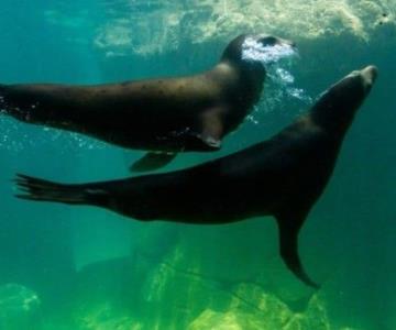 Muere hombre tras caer a estanque de lobos marinos en Zoológico de Chapultepec