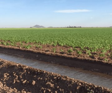 Advierte Conagua reducción en áreas de cultivo tras baja captación de agua