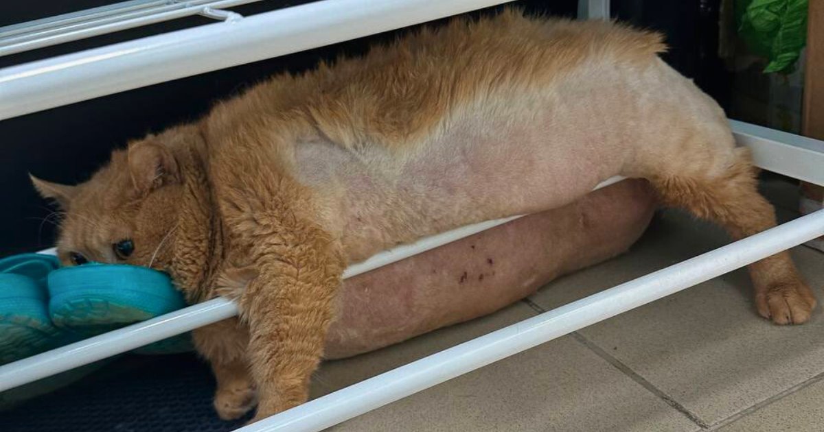 Viral gato de 17 kilos intenta escapar de su rehabilitación y queda atorado