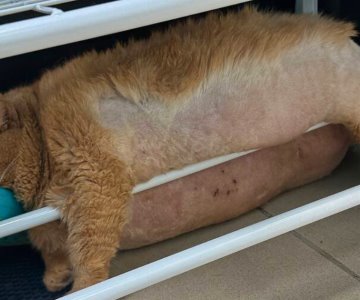 Viral gato de 17 kilos intenta escapar de su rehabilitación y queda atorado