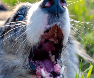 Hospitalizan a menor tras ser atacado por un perro cuando iba a la escuela