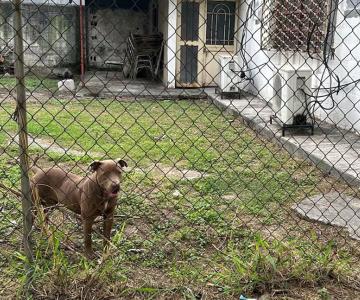 Ataque de perro Pitbull en secundaria deja seis estudiantes lesionados