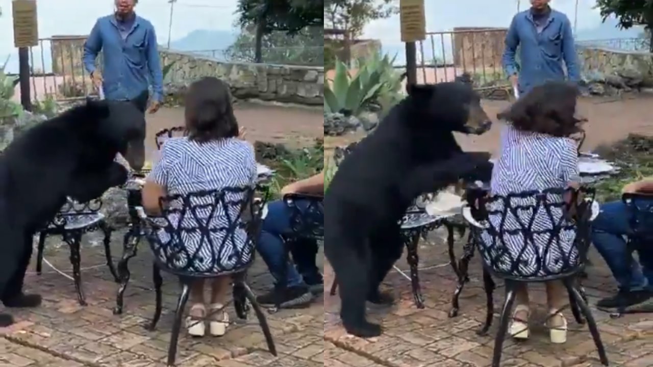 VIDEO | Oso negro ataca a mujer en restaurante de San Pedro