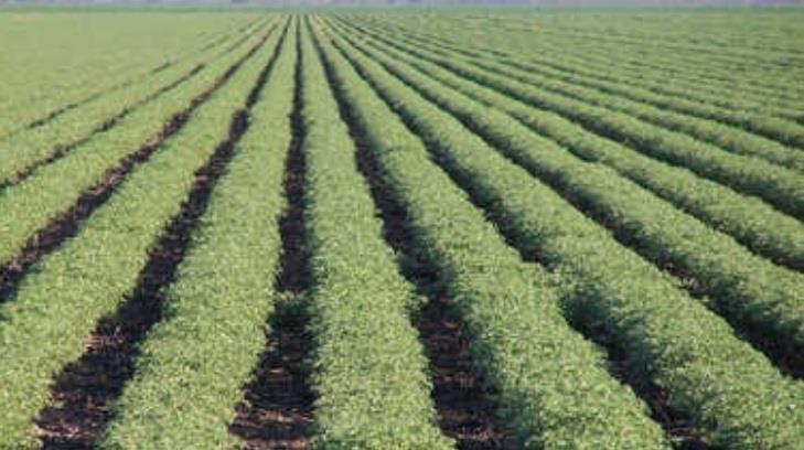 Podrían altas temperaturas afectar cultivos de hortalizas