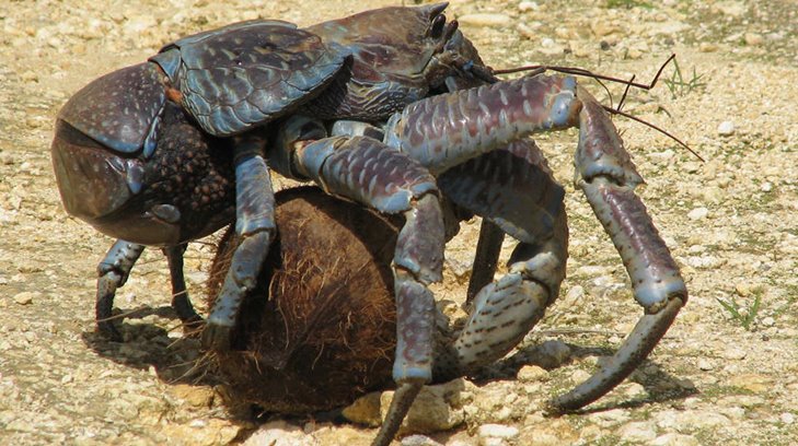 Este crustáceo aprieta más que la mordida de animales terrestres