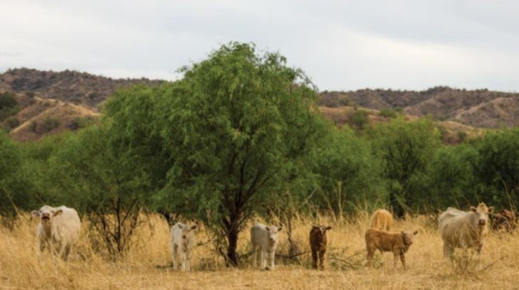 Arizona podría invertir en la ganadería de Sonora: Sagarhpa