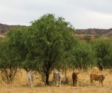Arizona podría invertir en la ganadería de Sonora: Sagarhpa