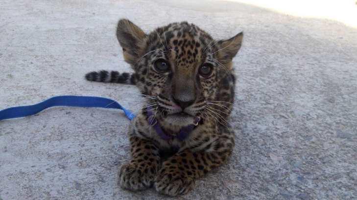 Habilitar reservas naturales, siguiente paso para la conservación del jaguar