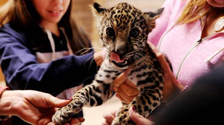 ¿Qué nombre le podrías al nuevo jaguar del Centro Ecológico?