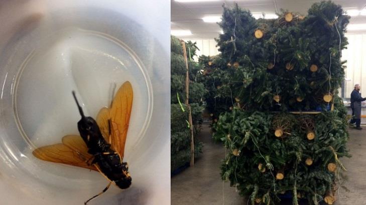 Detectan en Nogales plaga en pinos navideños provenientes de EU