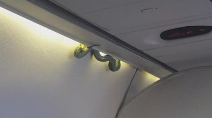 Caso de Serpiente a bordo es investigado por Aeroméxico