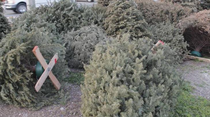 Invitan a la ciudadanía a depositar los pinos navideños en el vivero de la Laguna del Náinari