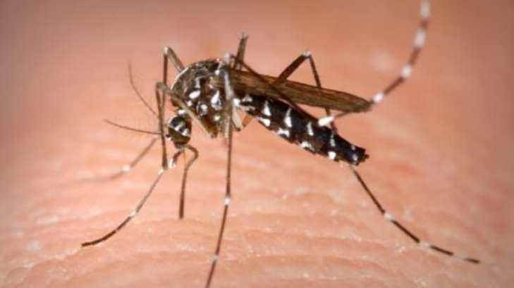 AUDIO | Disminuyen casos de dengue, zika y chikungunya en Guaymas y Empalme