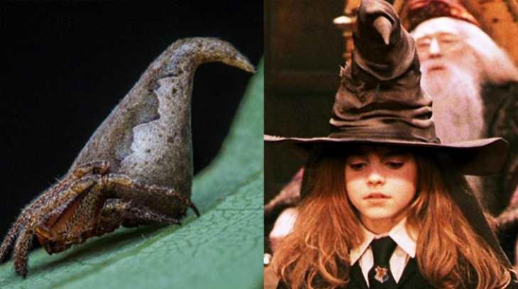 Descubren araña idéntica a sombrero de la película de Harry Potter