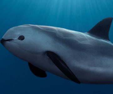 Consideran reducir zona protegida de la vaquita marina