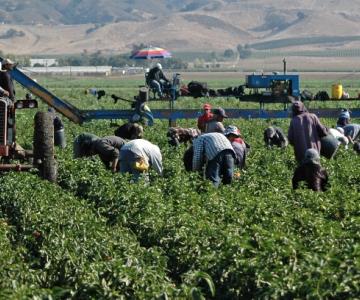 Cuidarán 30 mil jornaleros la cosecha del Valle de Guaymas-Empalme