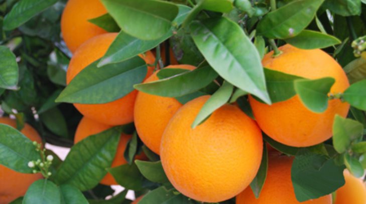México se sitúa como el quinto productor mundial de naranja