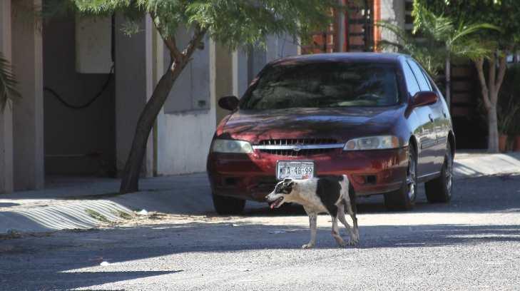 Perros callejeros y garrapatas, denuncian en la colonia Paseo de Palmas