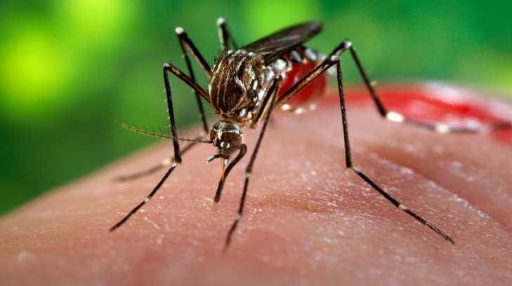 Van 4 casos de zika en primeros días de 2017