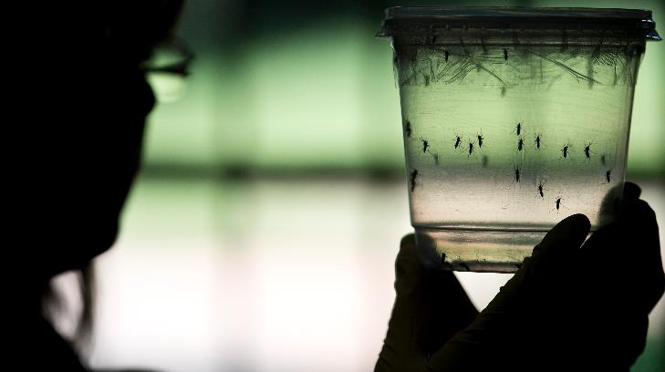 Reportan más de 7 mil casos de zika en 2017; 24 en Sonora