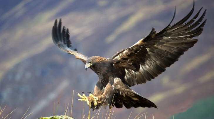 Construirán centro de protección para águila real