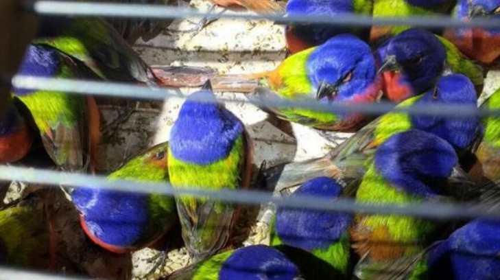 Recatan 490 aves protegidas en Nayarit