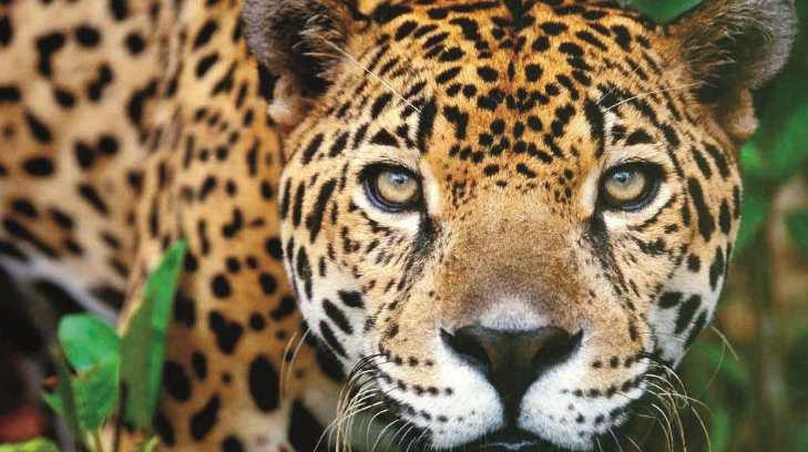Quedan 400 jaguares entre Sonora y Sinaloa