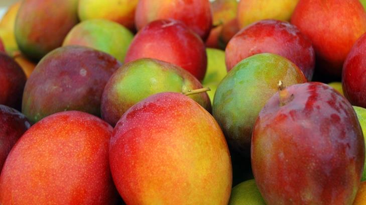 Productores michoacanos exportan 1,400 toneladas de mango al año y van por más