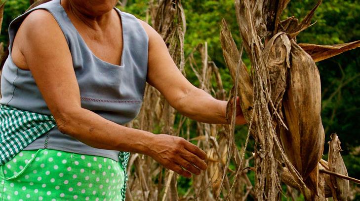 Mujeres del campo contribuyen con 40 por ciento de la producción de alimentos