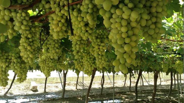 El 85% de la producción de uva se realiza de manera sustentable en Hermosillo: CIAD