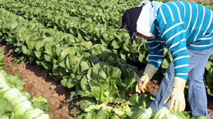 Zonas agrícolas de Hermosillo y Guaymas registra déficit laboral