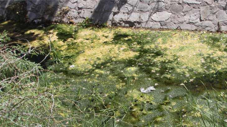 Canal de la presa Abelardo L. Rodríguez, un foco rojo de proliferación de moscos y contaminación