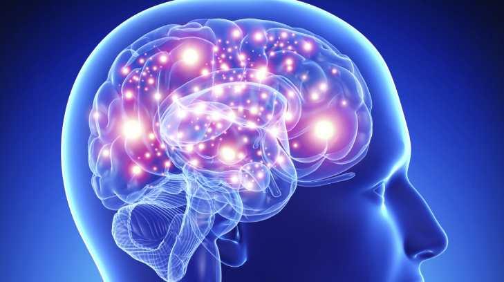 El estrés reduce el tamaño del cerebro, afirma científica sonorense