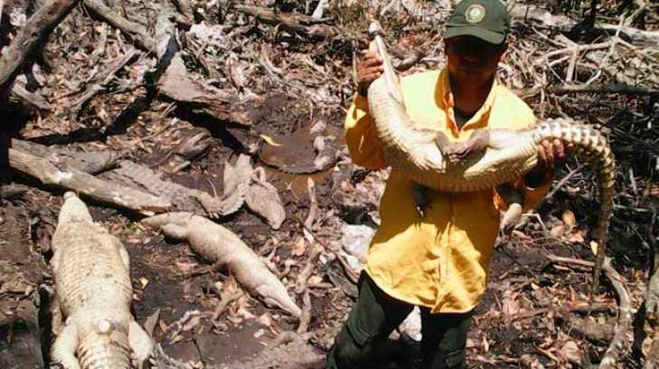 En Chiapas están sacrificando cocodrilos, aseguran que su sangre cura el VIH