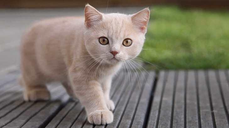 Dueños contagian a su gato de Covid-19 en Reino Unido