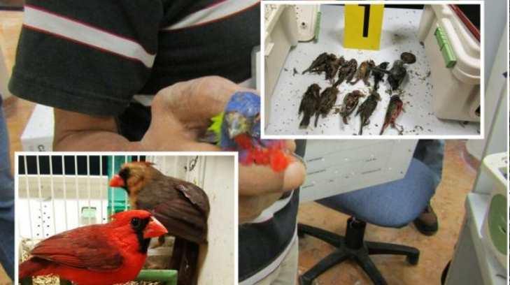 Hombre fue arrestado al intentaba llevar 168 aves a Alemania
