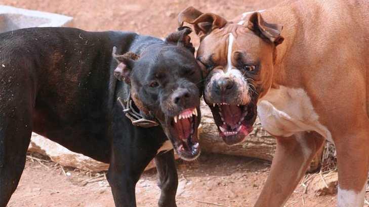 Hasta 9 años de prisión para quien promueva peleas de perros