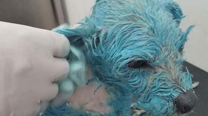 Muñeca, la perrita pintada de azul, muere tras ser torturada en Morelia