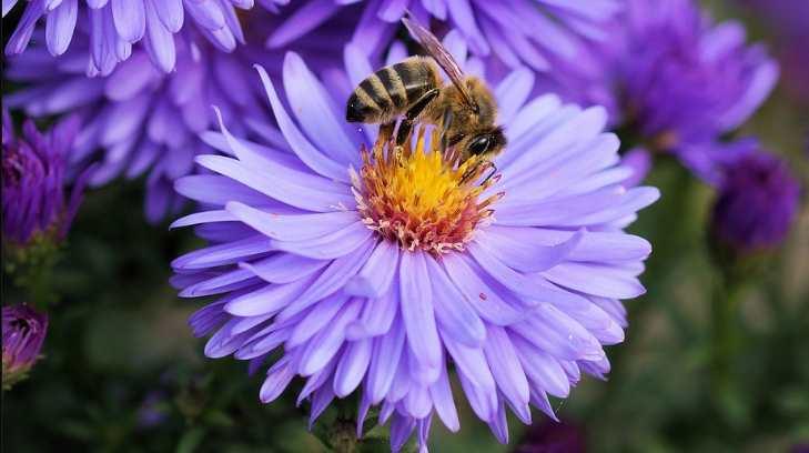El polen de abeja contiene 28 minerales, 11 enzimas, 12 vitaminas y 14 ácidos grasos