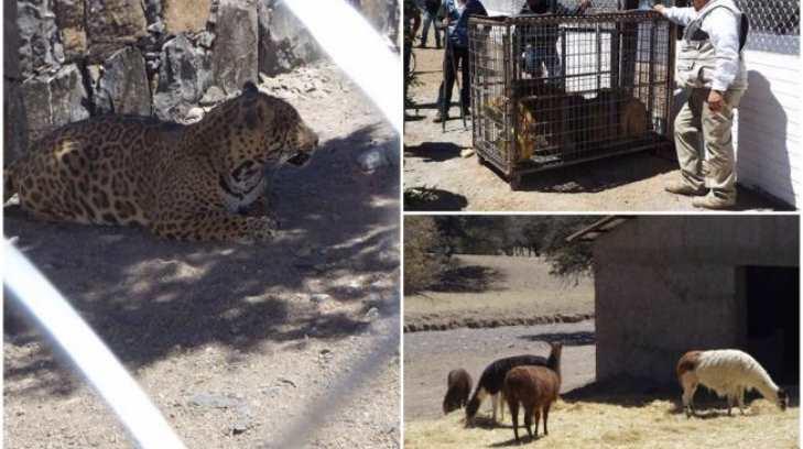 Encuentran animales exóticos en rancho de un narco asesinado en Chihuahua