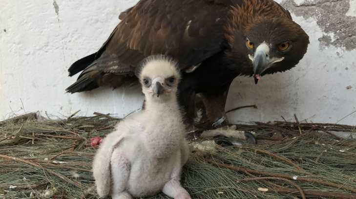 Nace en México primer águila real por inseminación artificial