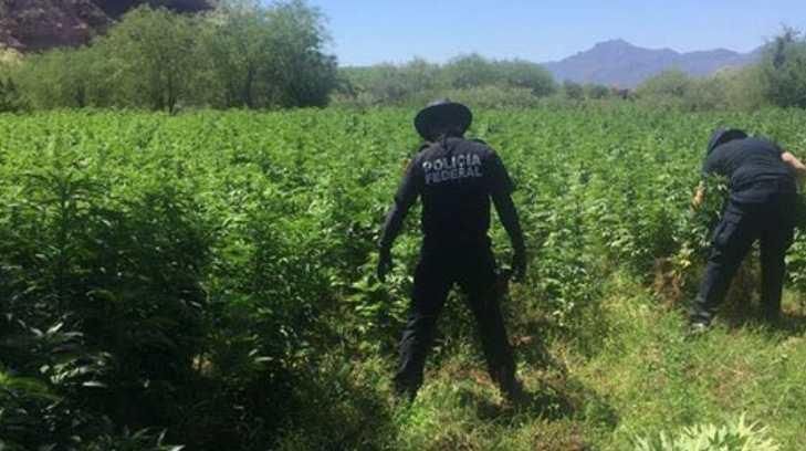 Policía Federal destruye plantíos de marihuana y amapola en el municipio de  Álamos