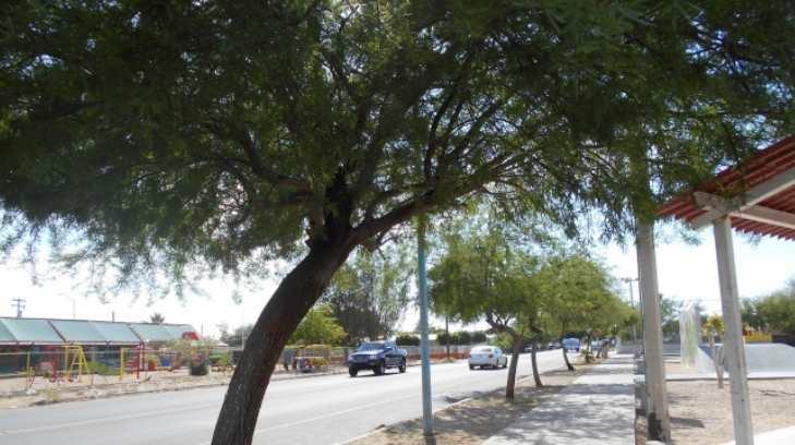 Árbol de Mezquite permite soporta el clima extremo en Sonora