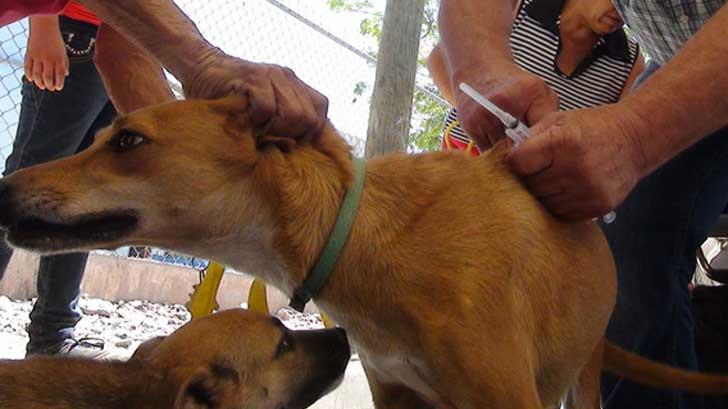 Salud de Guaymas vacuna a más de mil mascotas para prevenir la rickettsia