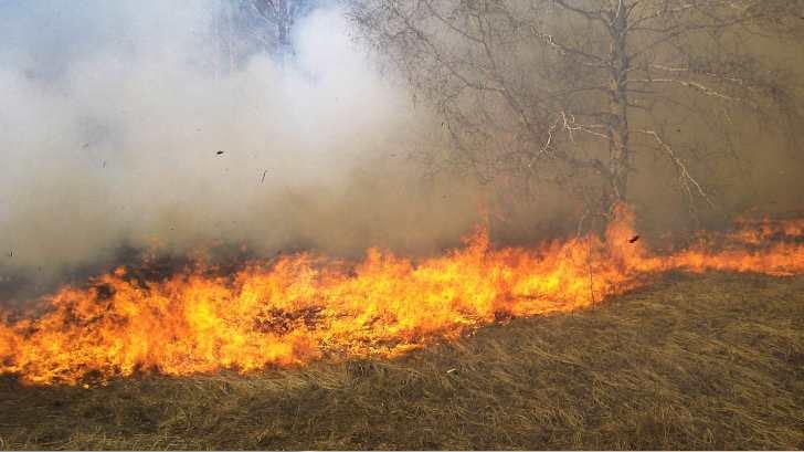 Enfrentan cinco incendios forestales en varios municipios de Sonora