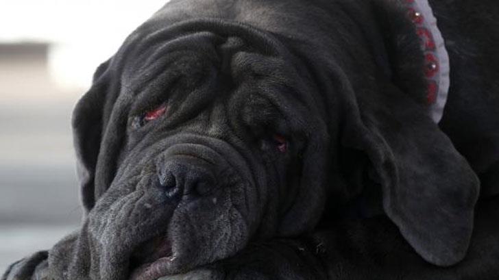Realizan en California el concurso del perro más feo del mundo