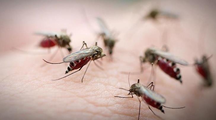 Autoridades de Salud piden no bajar la guardia ante el dengue